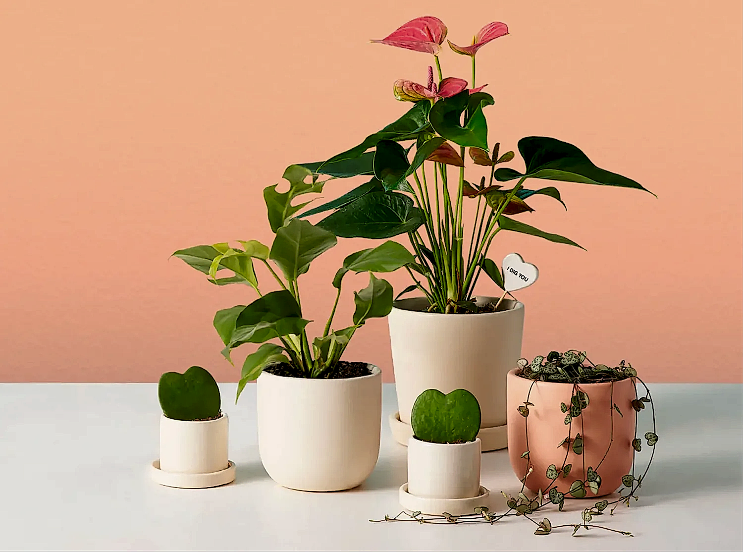Indoor Plants