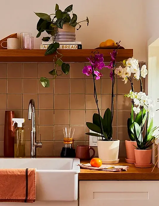 Orchids