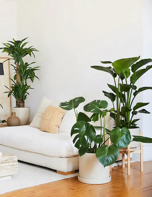 Large Plants