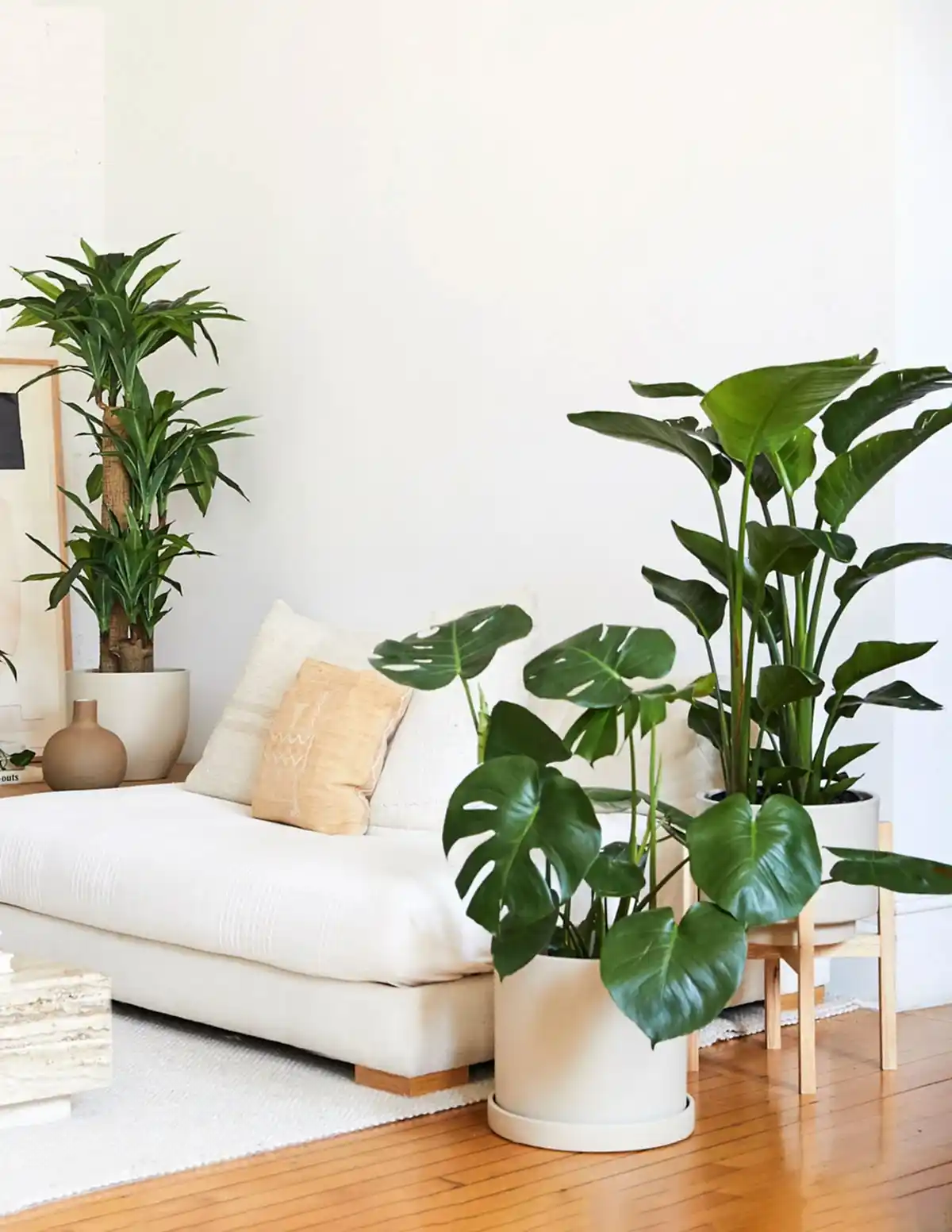 Large Plants