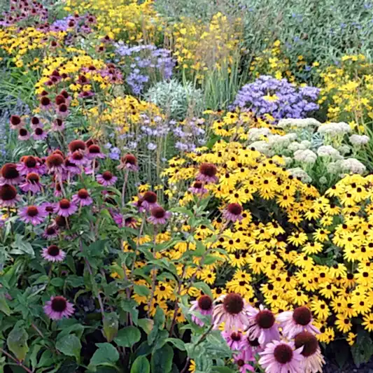 Perennials