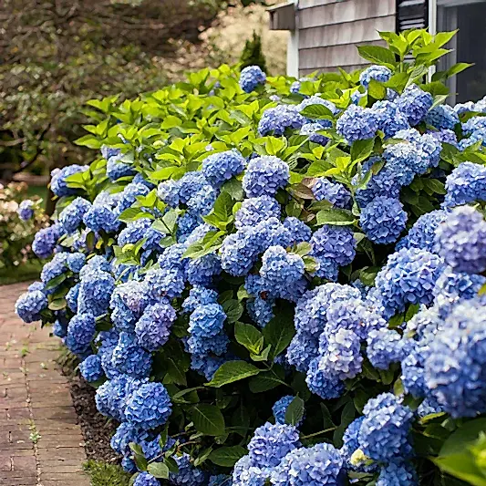 Endless Summer® Hydrangea