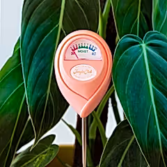 Moisture Meter