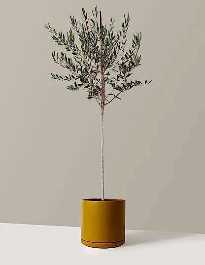 Olive Tree