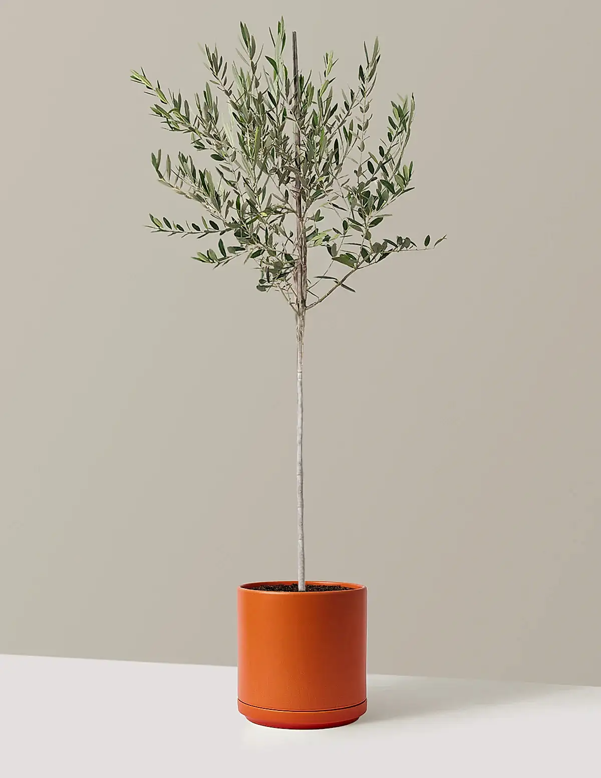 Olive Tree