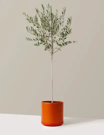 Olive Tree