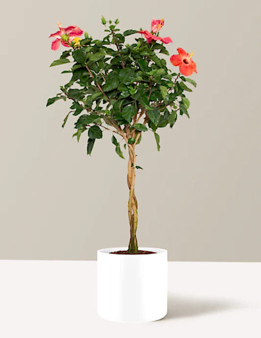 Large Braided Hibiscus