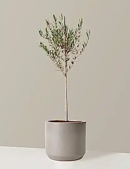 Olive Tree