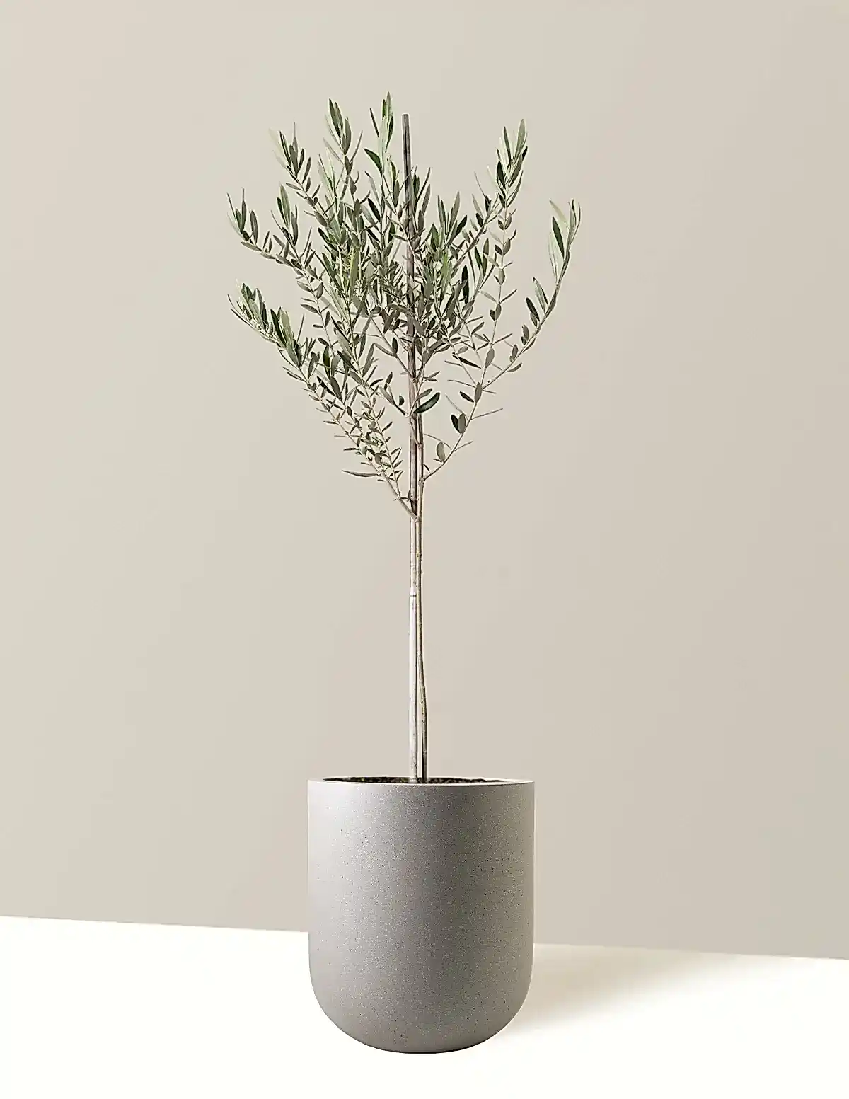 Olive Tree