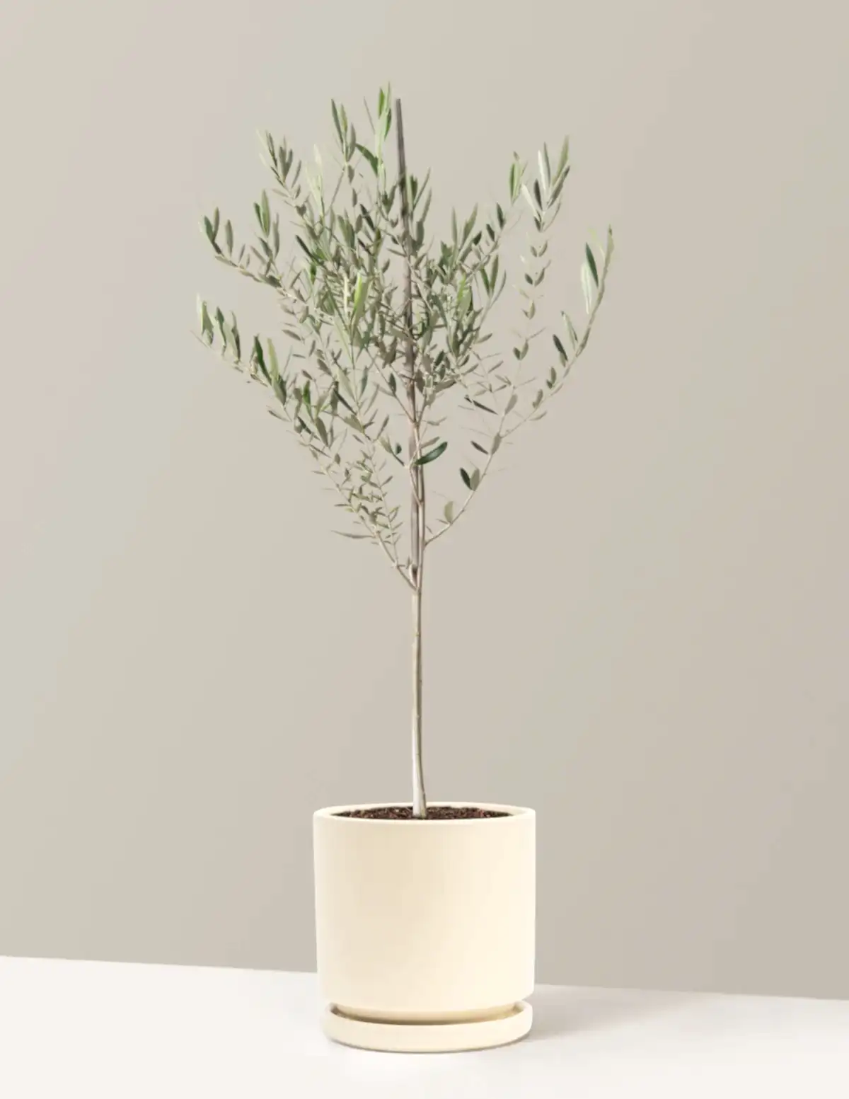 Olive Tree