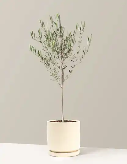 Olive Tree