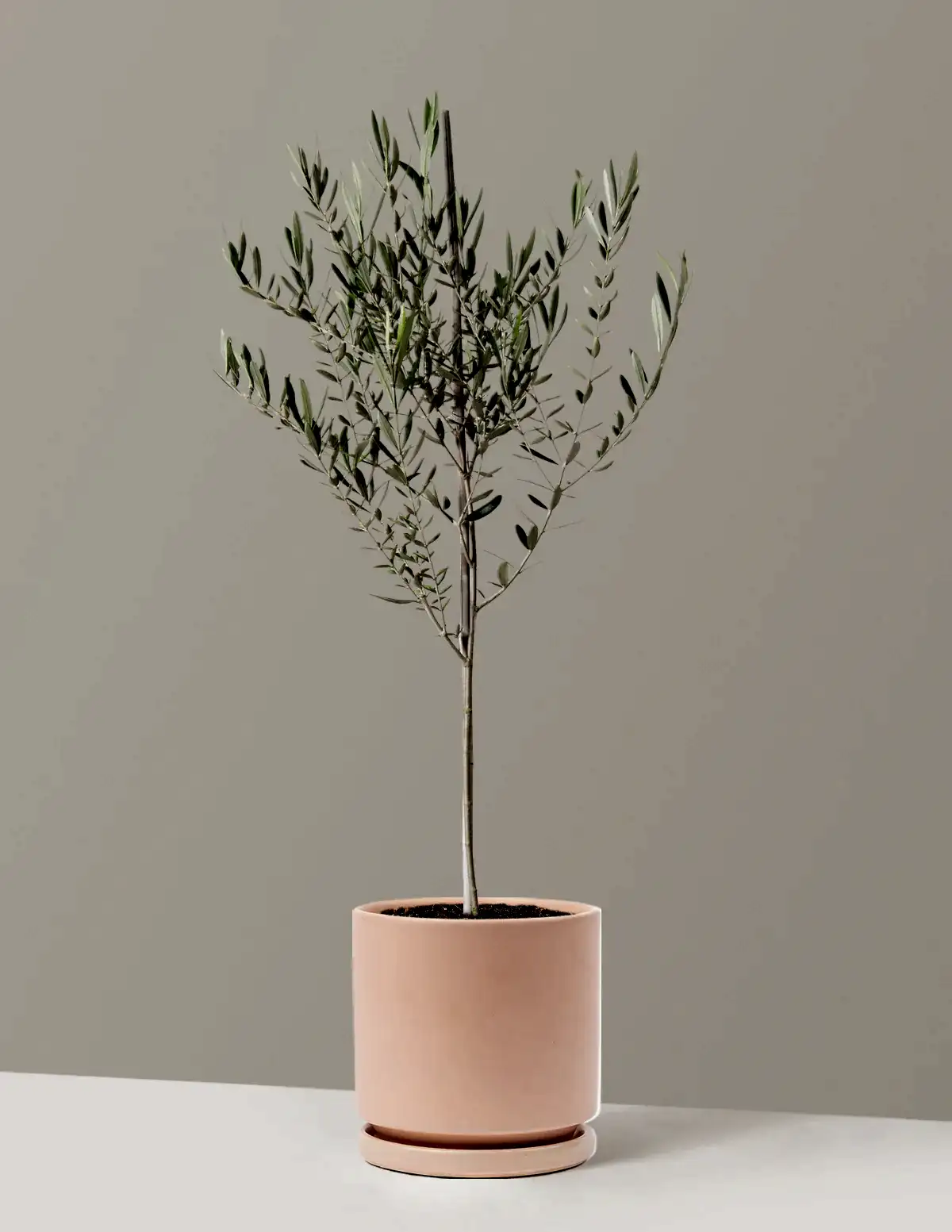 Olive Tree