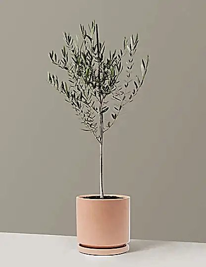 Olive Tree