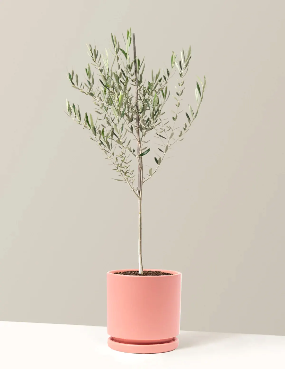 Olive Tree