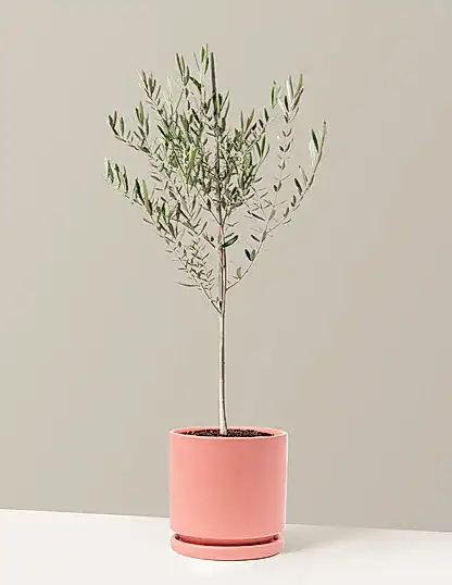 Olive Tree