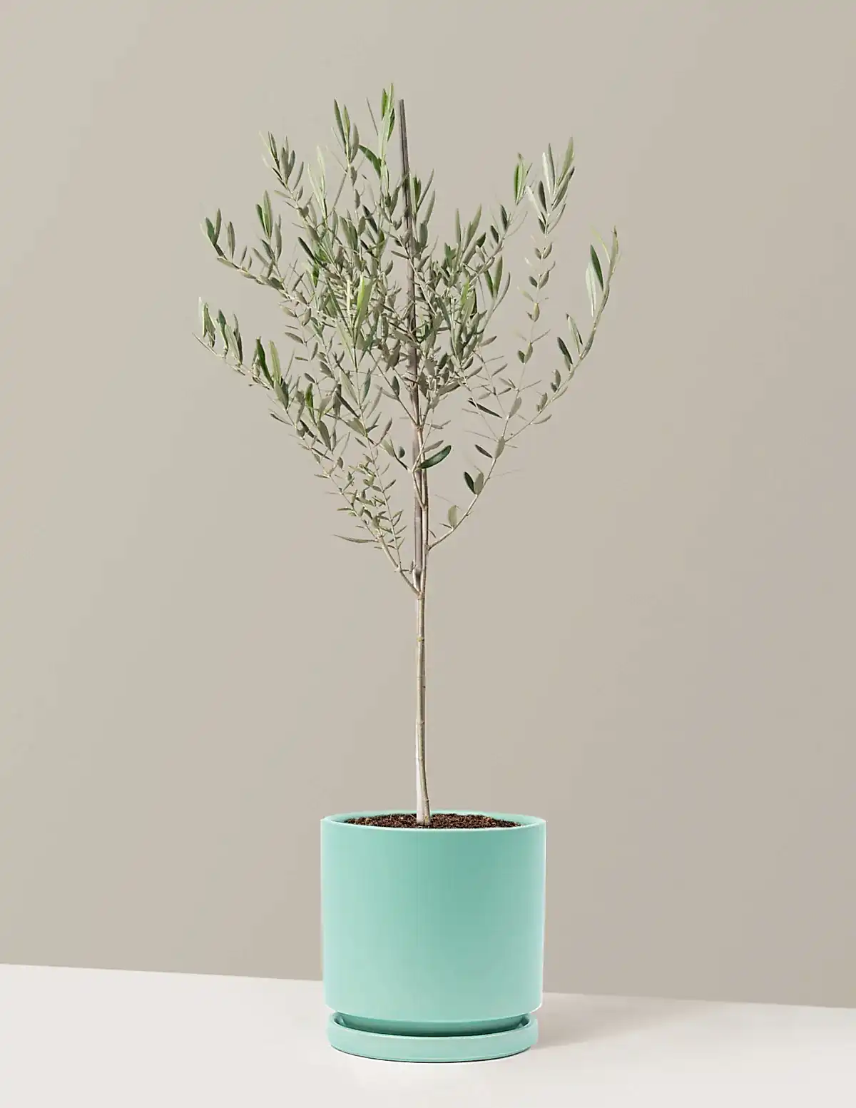 Olive Tree