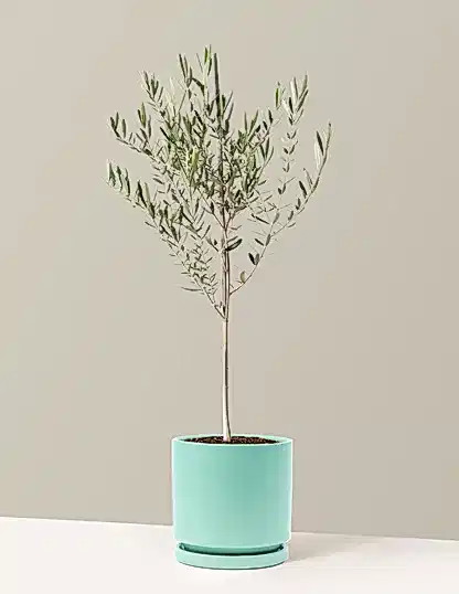 Olive Tree