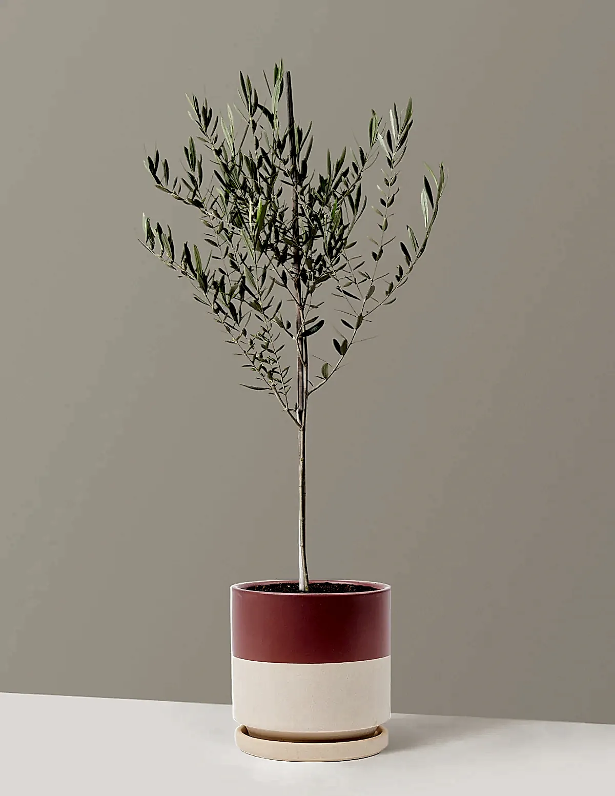 Olive Tree