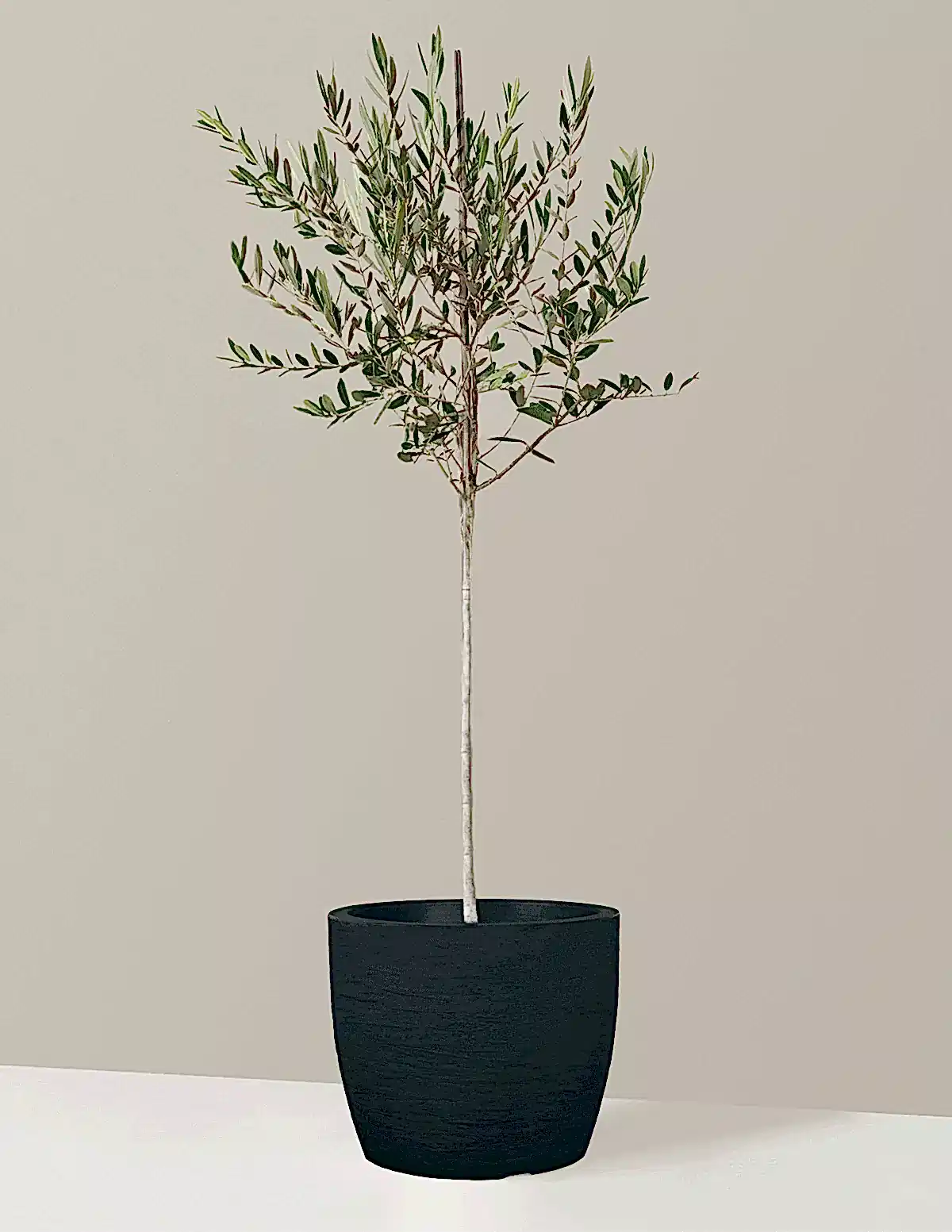Olive Tree