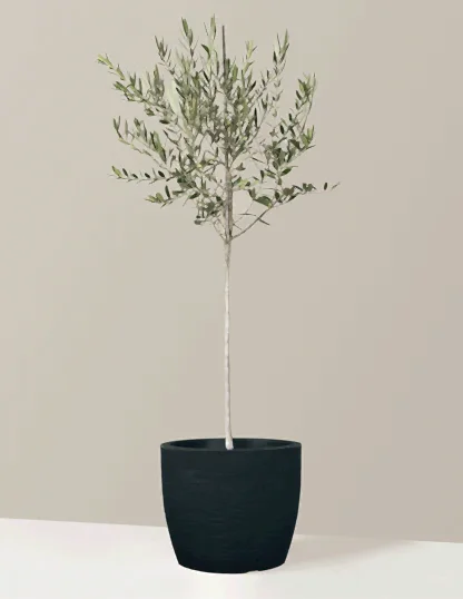 Olive Tree