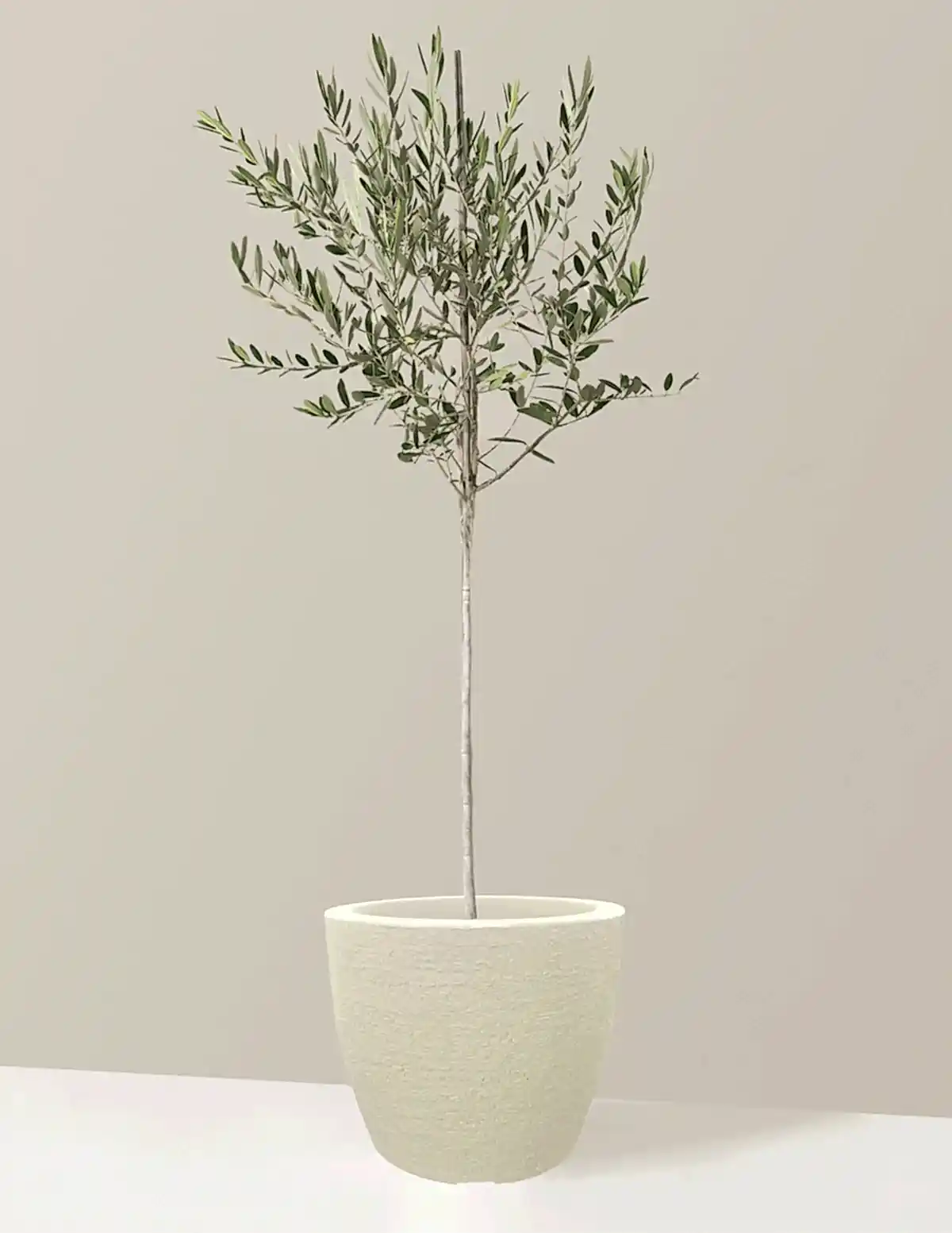 Olive Tree