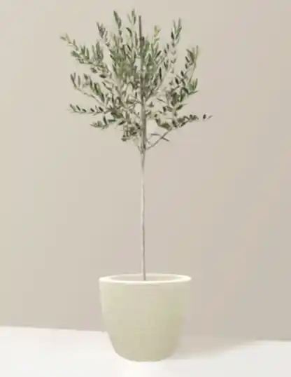 Olive Tree