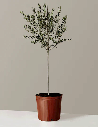 Olive Tree