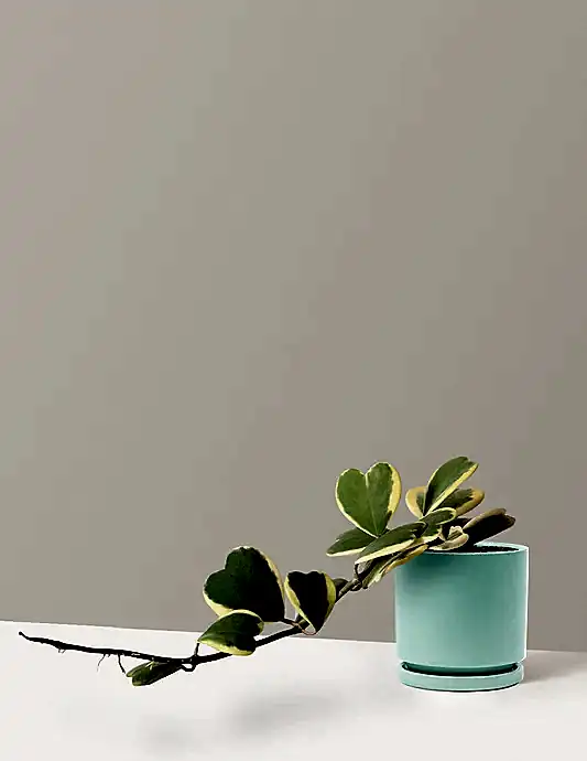 Trailing Hoya Heart