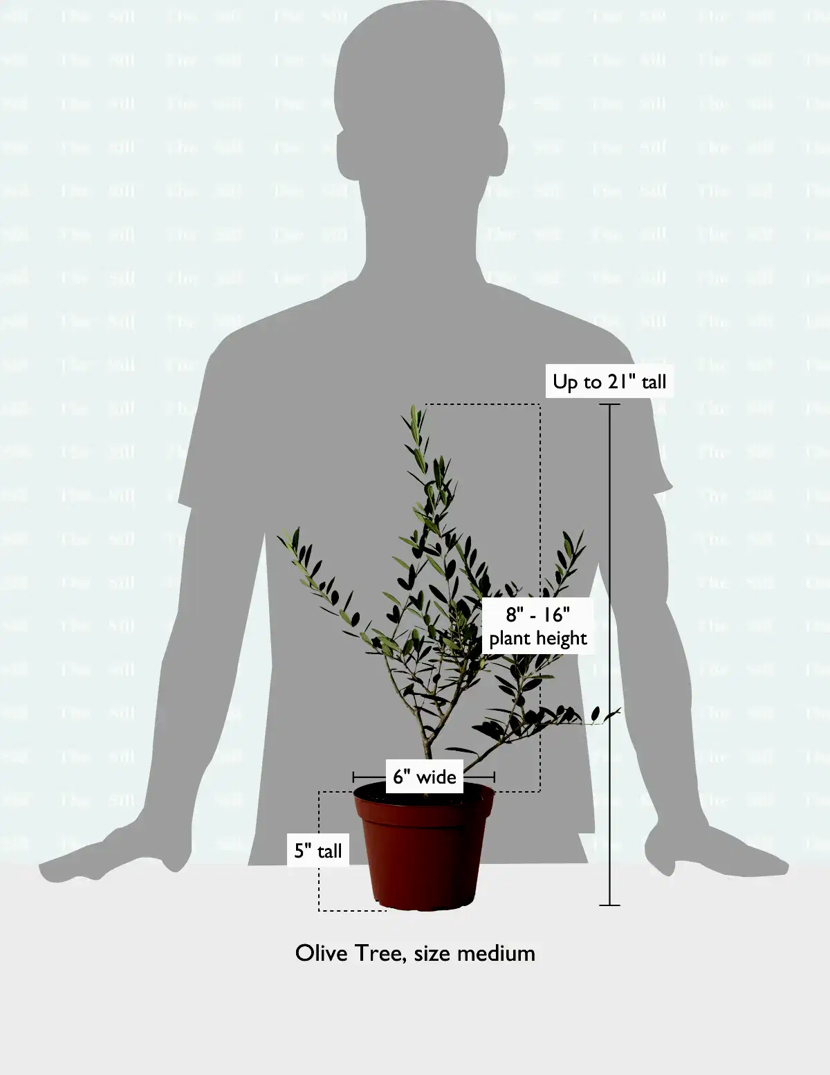 size-guide