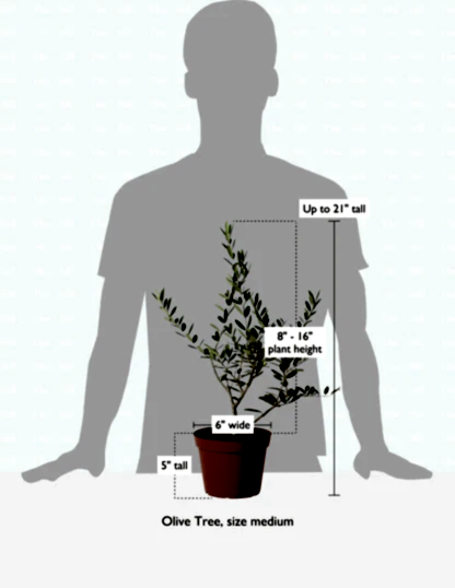 size-guide