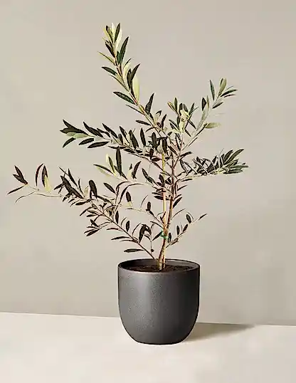 Olive Tree
