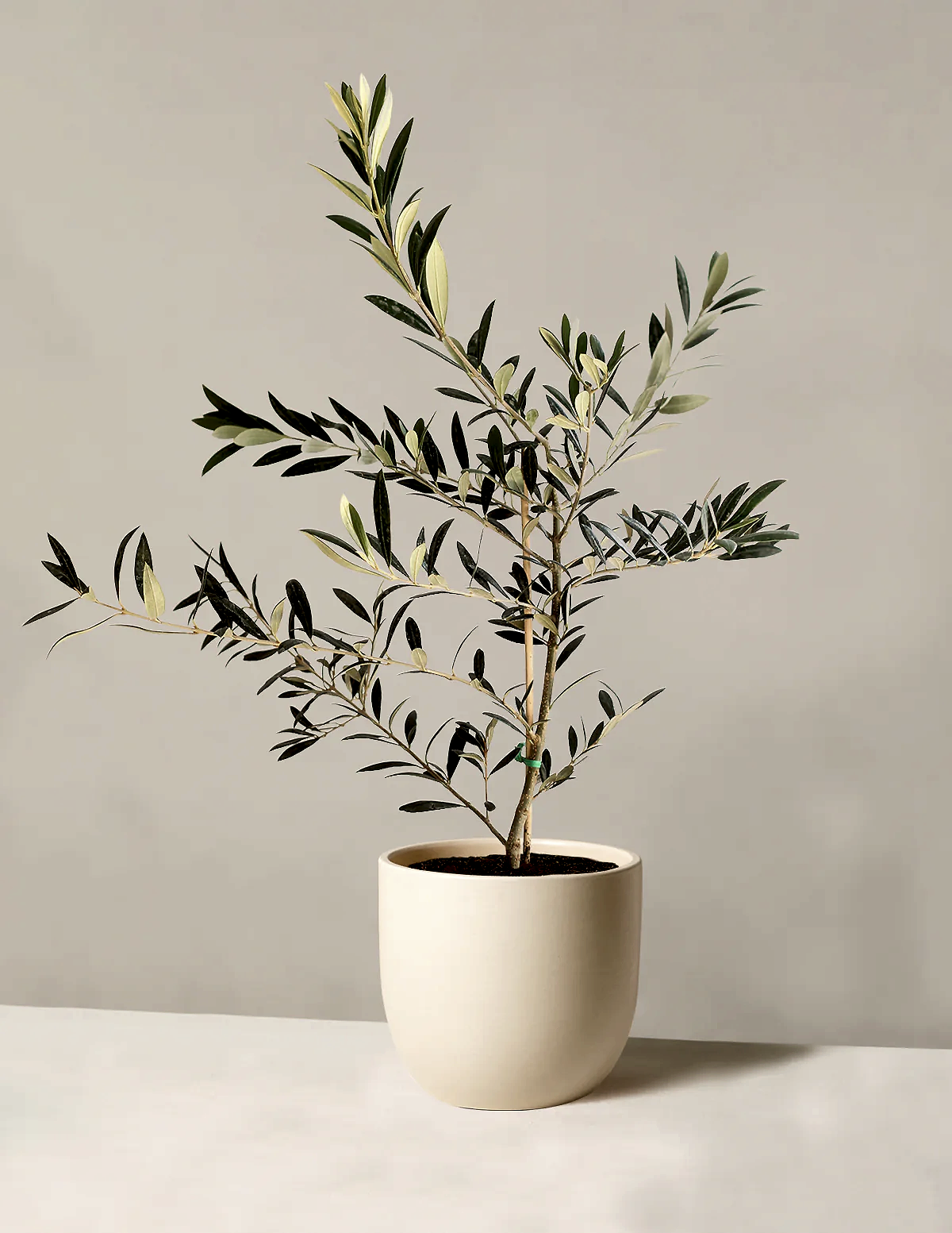 Olive Tree