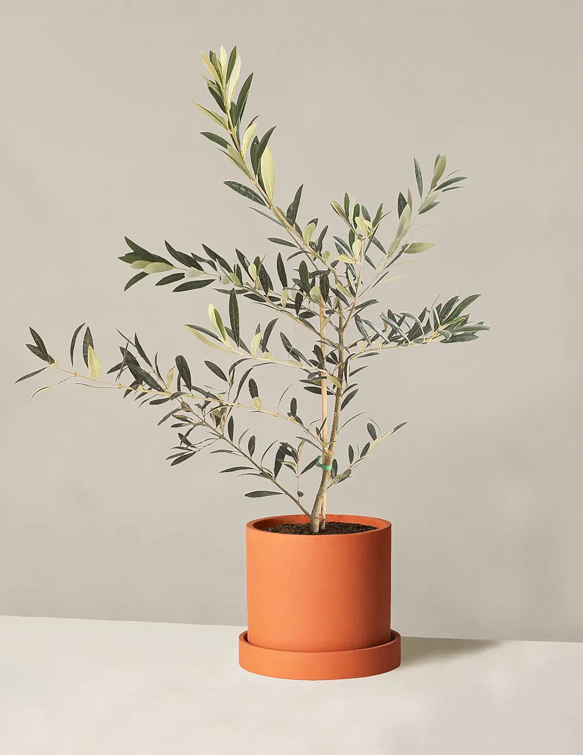 Olive Tree