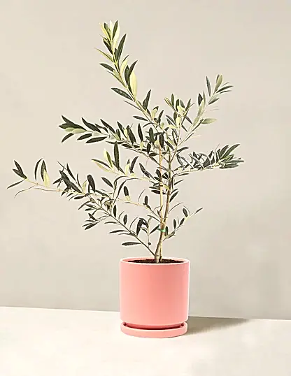 Olive Tree