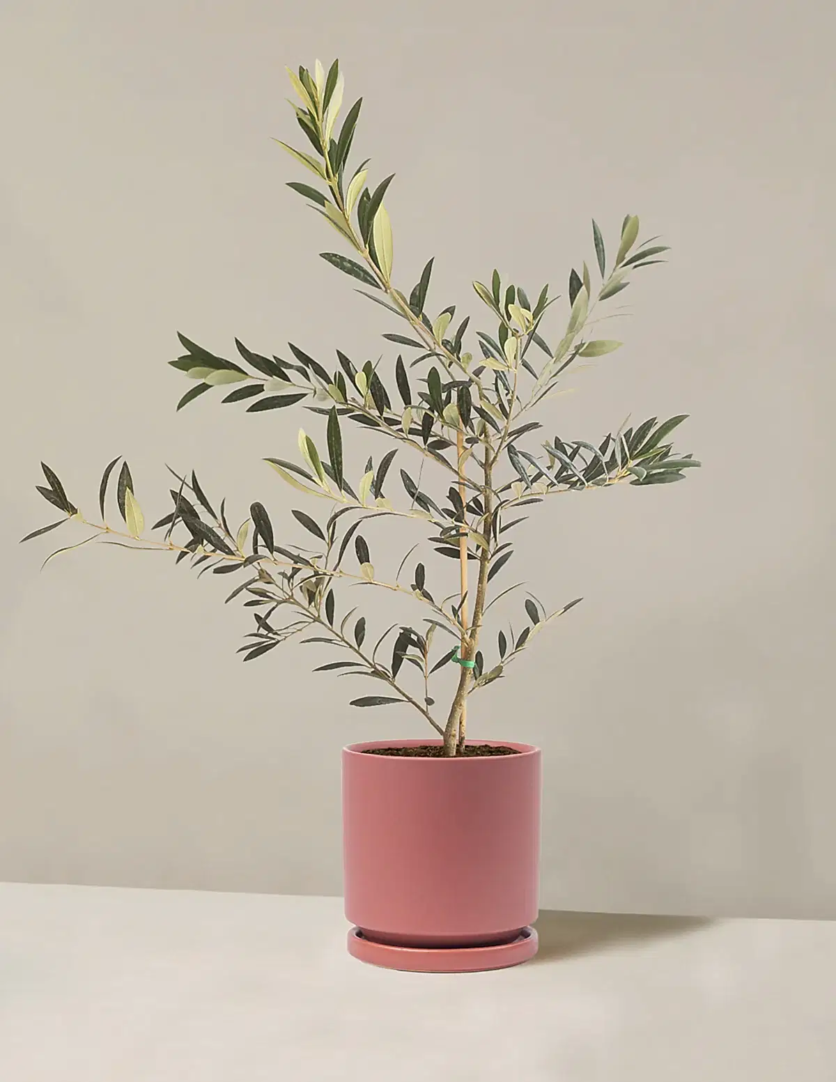 Olive Tree
