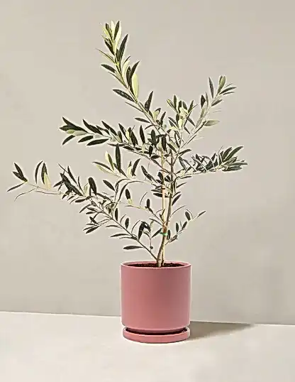 Olive Tree