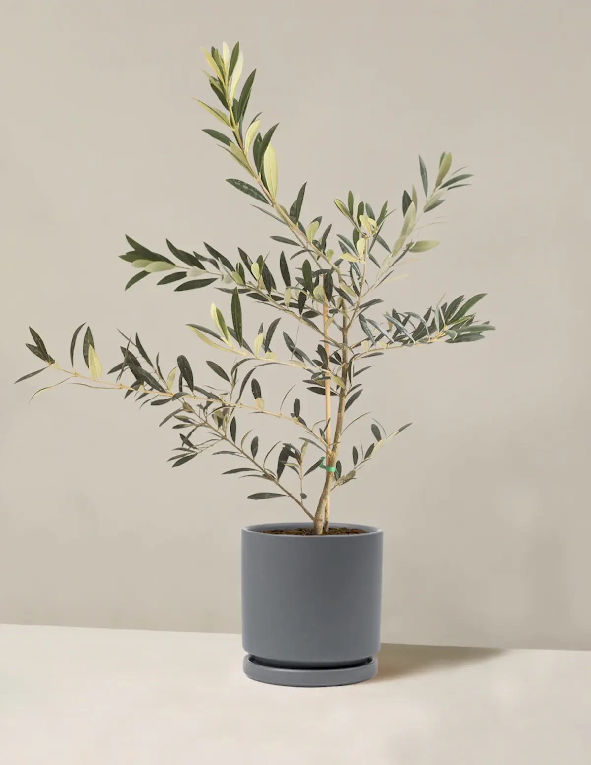 Olive Tree