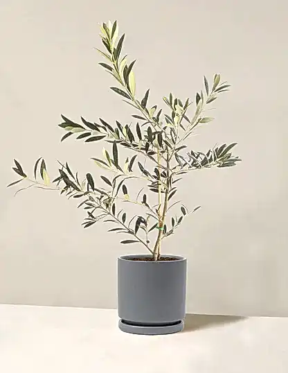 Olive Tree