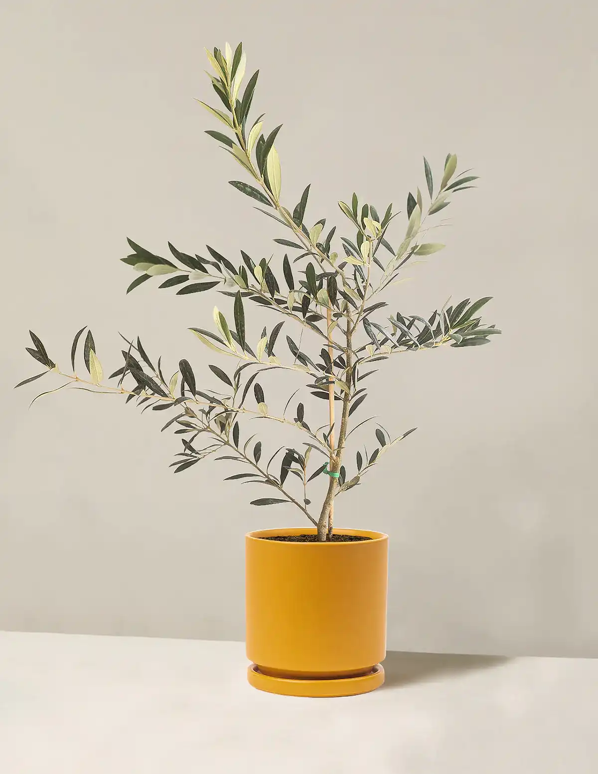 Olive Tree