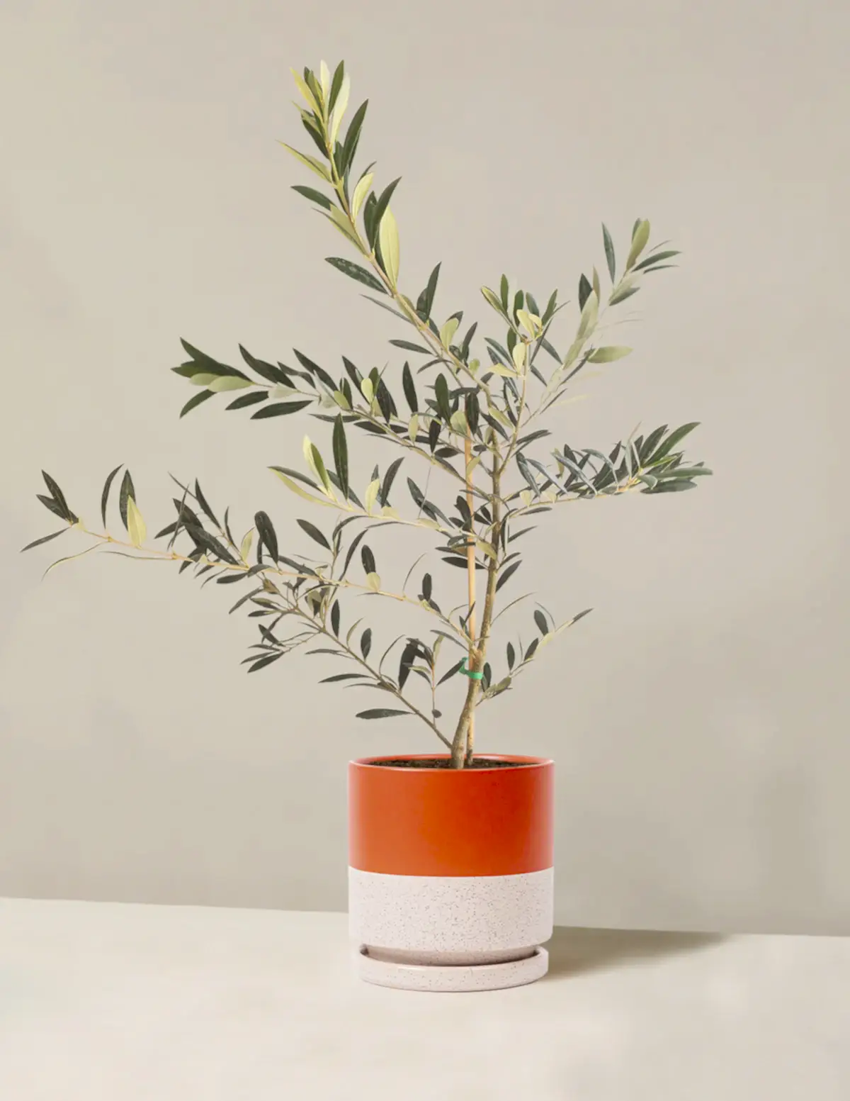 Olive Tree