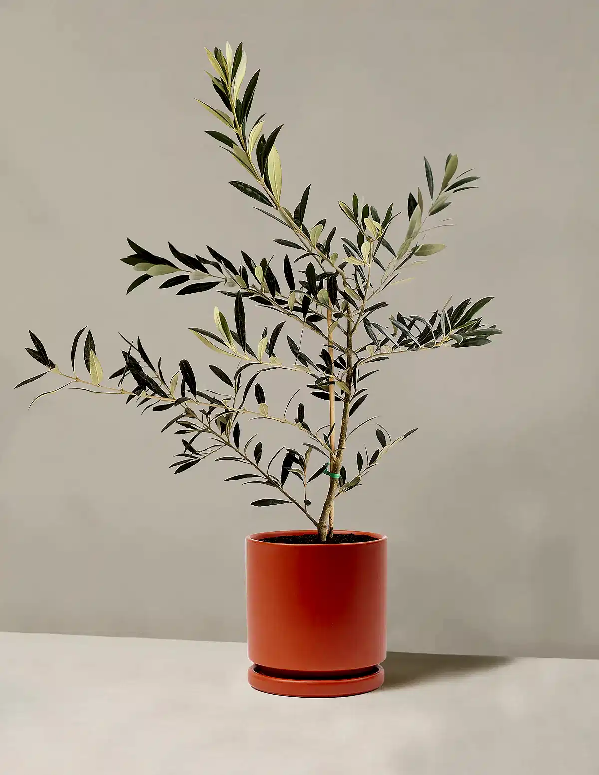 Olive Tree