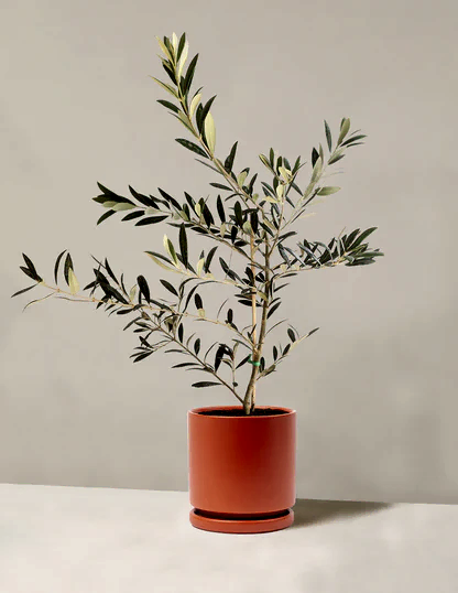 Olive Tree