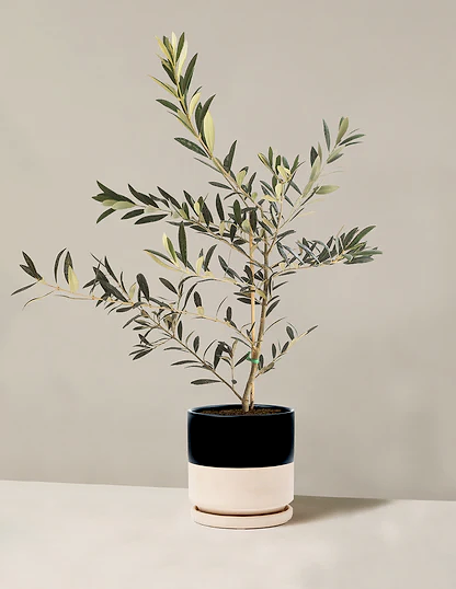 Olive Tree