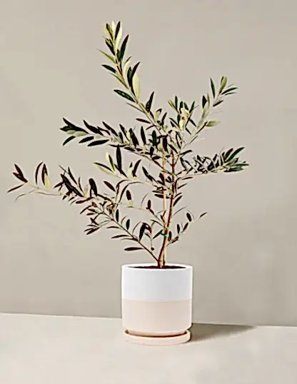 Olive Tree