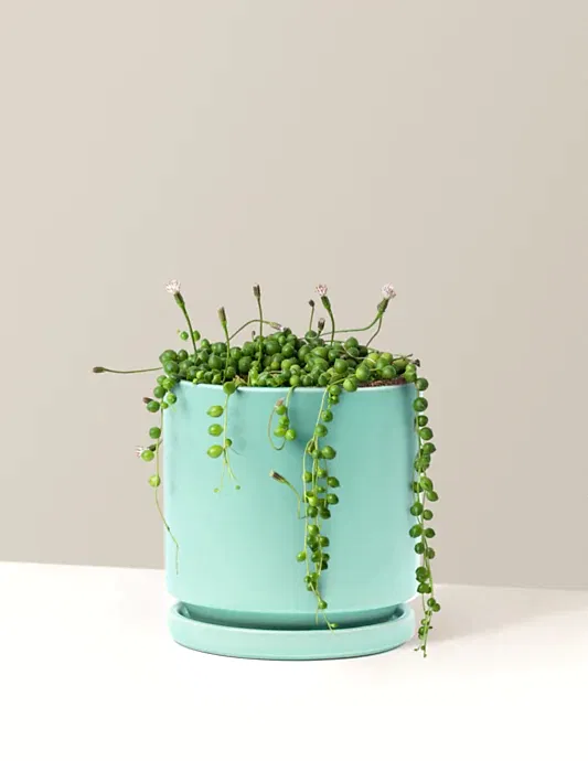 String of Pearls
