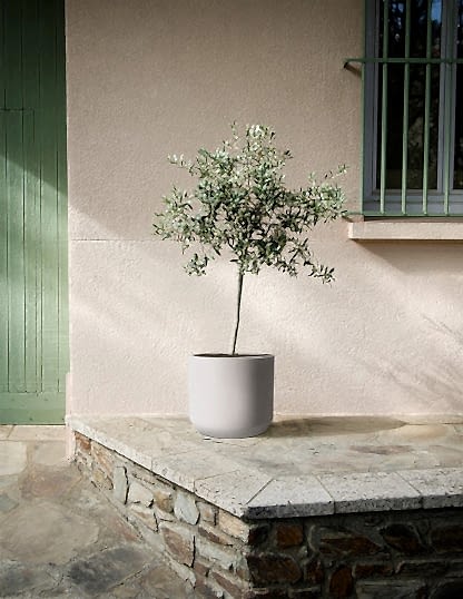Olive Tree