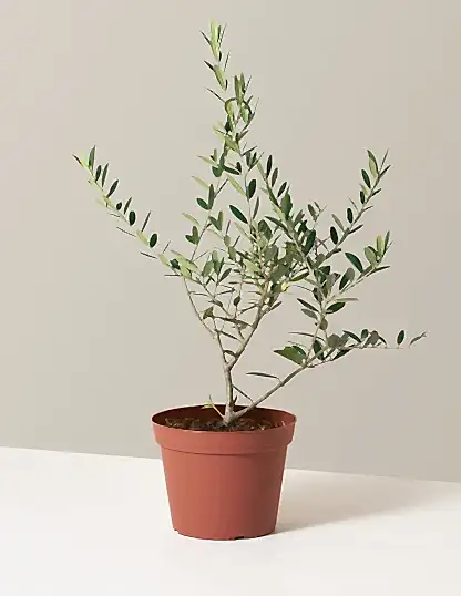 Medium Olive in Grow Pot