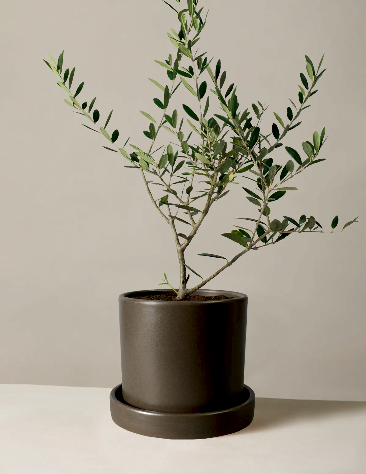 Olive Tree