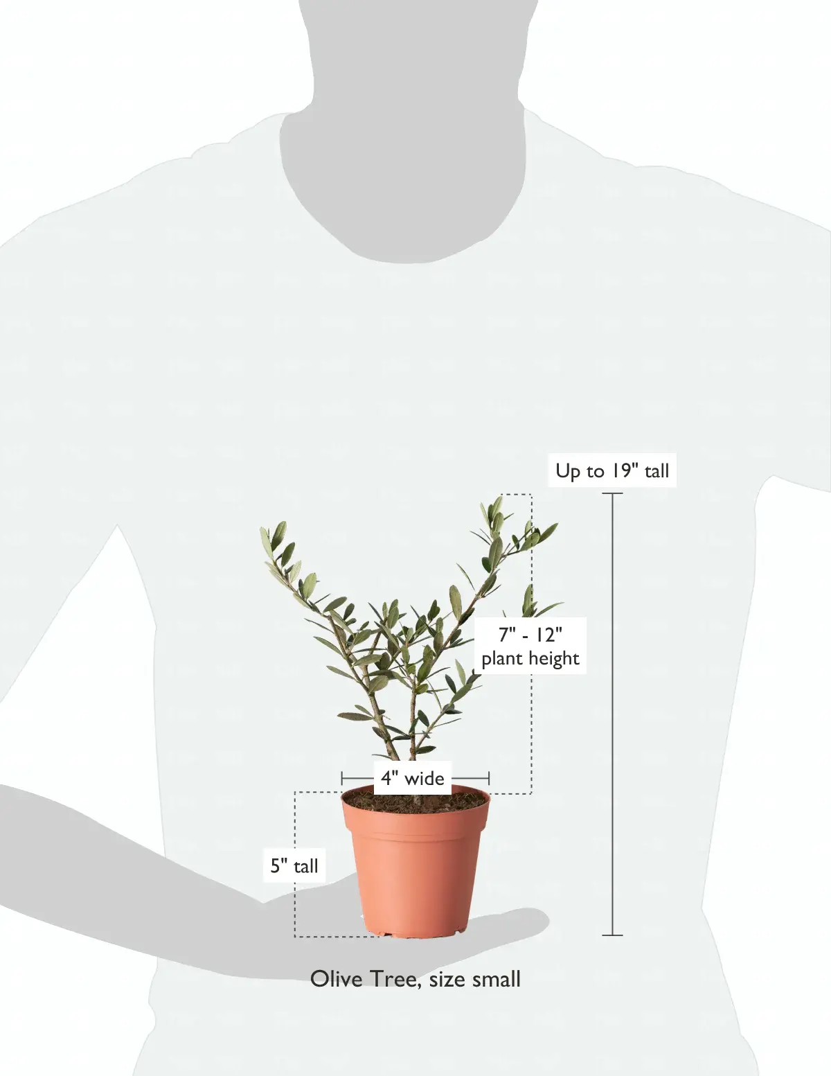 Olive Tree