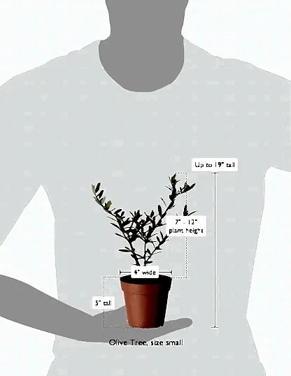 Olive Tree